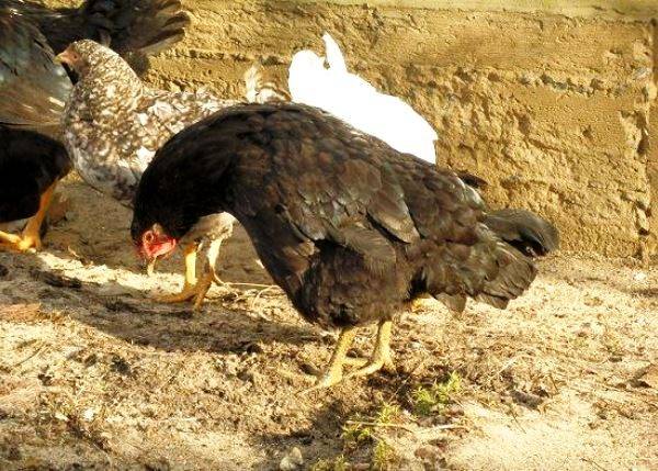 Marek&#8217;s disease in chickens: symptoms, treatment + photo 