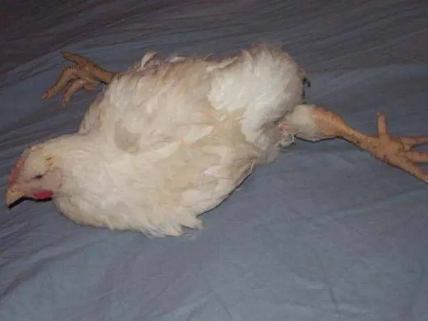 Marek&#8217;s disease in chickens: symptoms, treatment + photo 