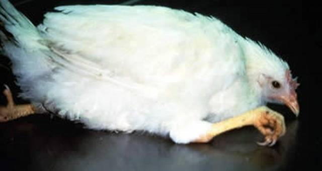 Marek&#8217;s disease in chickens: symptoms, treatment + photo 