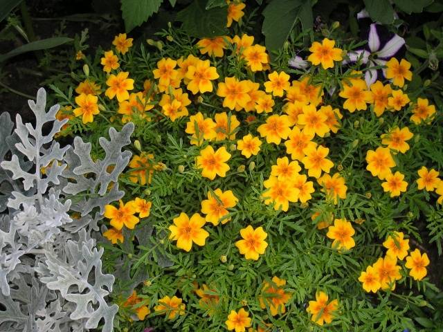 Marigolds Mimimix