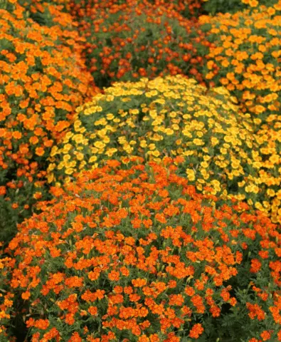 Marigolds Mimimix