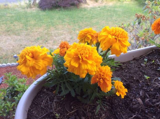 Marigolds Mimimix