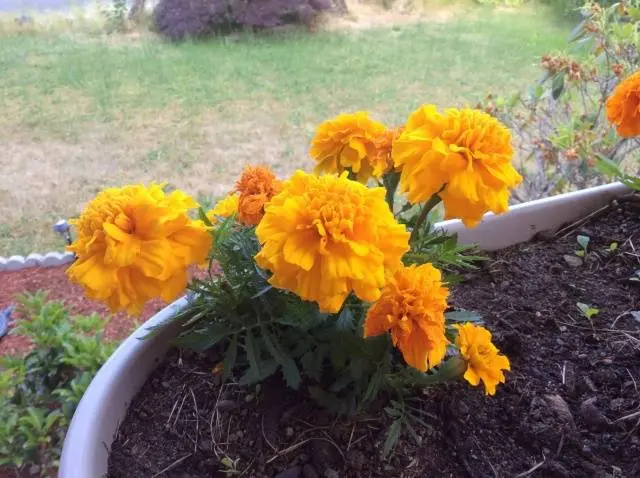 Marigolds Mimimix