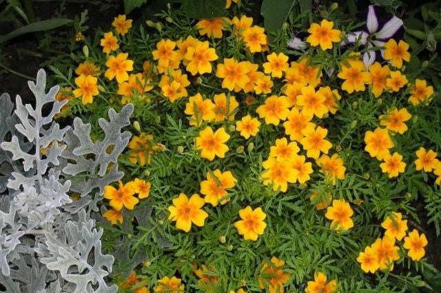 Marigolds Mimimix