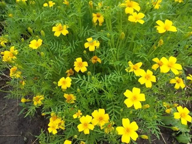 Marigolds Mimimix