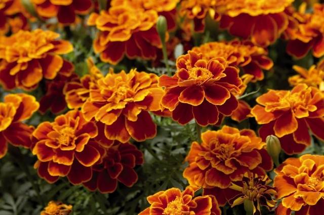 Marigolds rejected: features, varieties