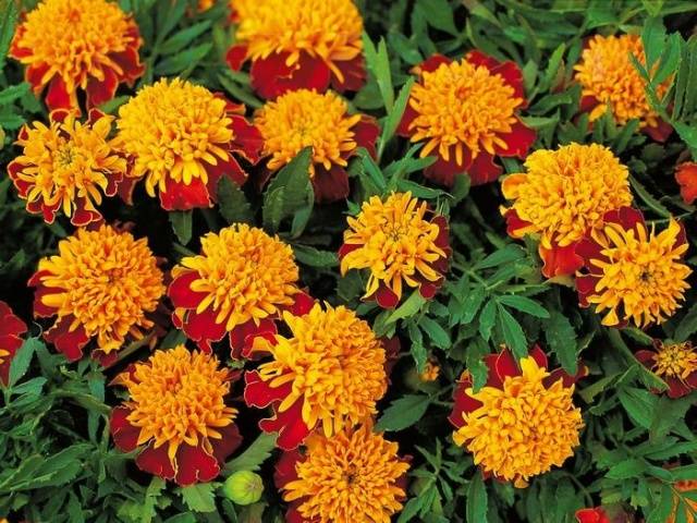 Marigolds rejected: features, varieties