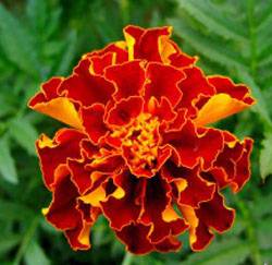 Marigolds rejected: features, varieties