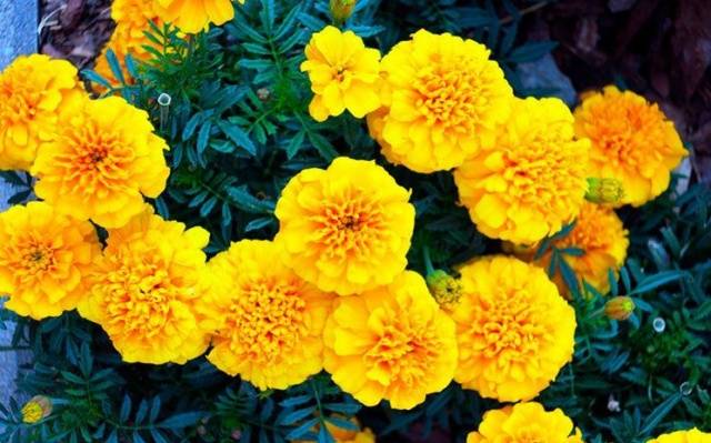 Marigolds rejected: features, varieties