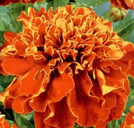 Marigolds rejected: features, varieties