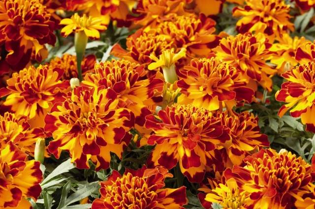 Marigolds rejected: features, varieties