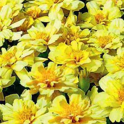 Marigolds rejected: features, varieties