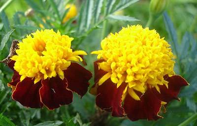 Marigolds rejected: features, varieties