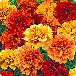 Marigolds rejected: features, varieties