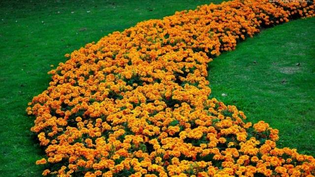 Marigolds rejected: features, varieties