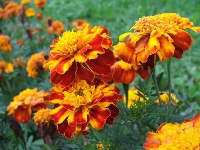 Marigolds rejected: features, varieties