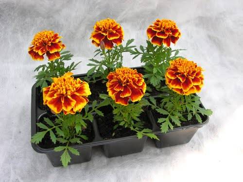 Marigolds rejected: features, varieties