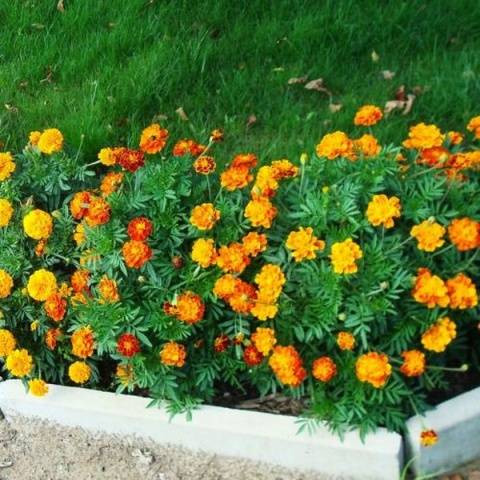 Marigolds rejected: features, varieties