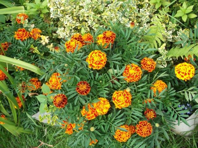 Marigolds rejected: features, varieties