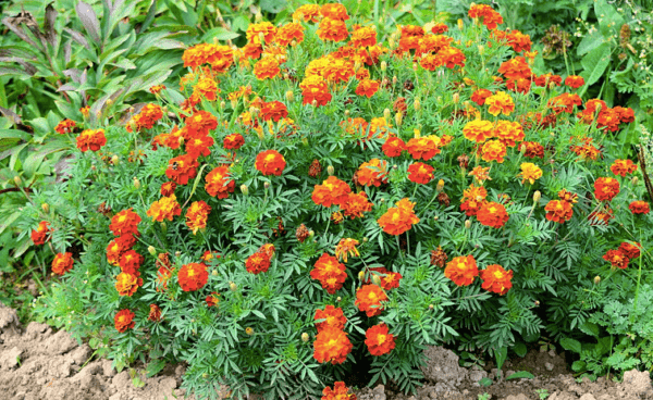 Marigolds rejected: features, varieties