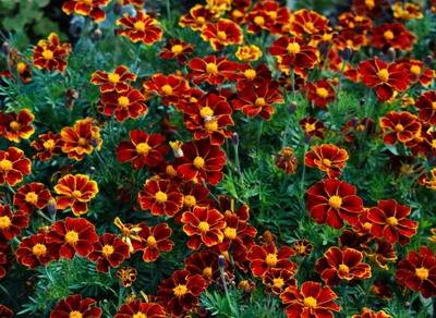 Marigolds rejected: features, varieties