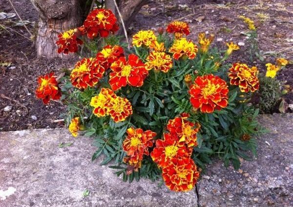 Marigolds rejected: features, varieties