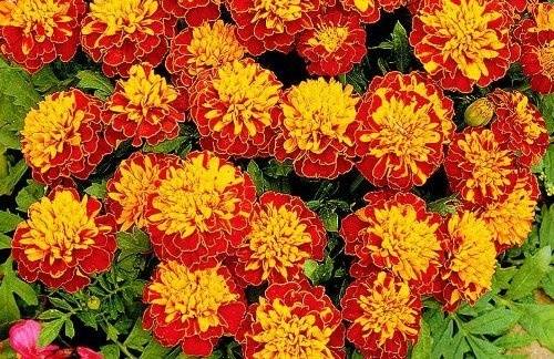 Marigolds rejected: features, varieties