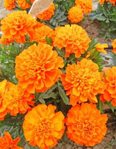 Marigolds rejected: features, varieties