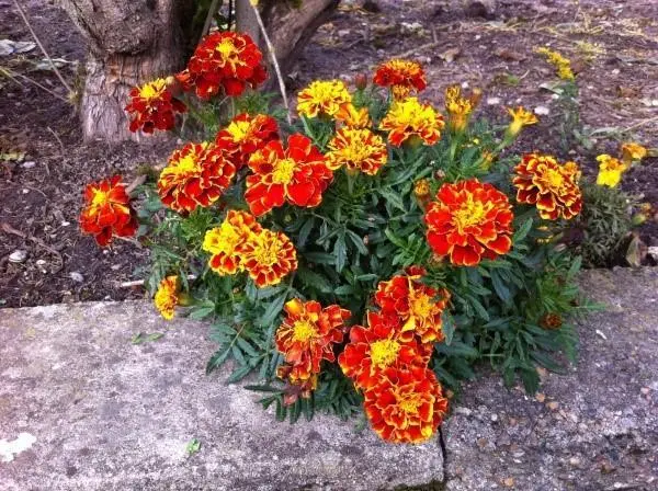 Marigolds rejected: features, varieties