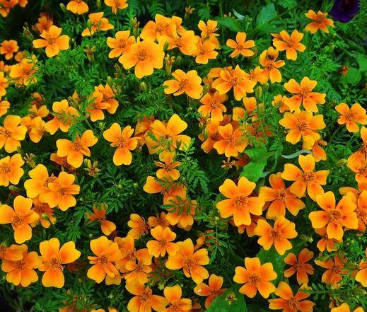 Marigolds thin-leaved: growing from seeds, when to plant