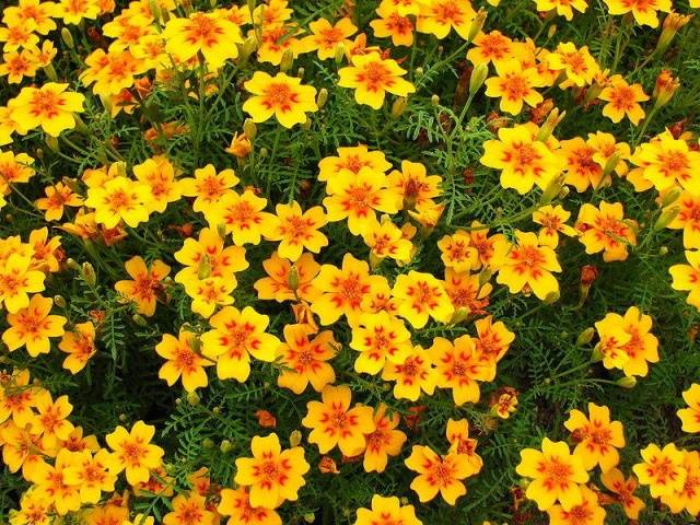 Marigolds thin-leaved: growing from seeds, when to plant