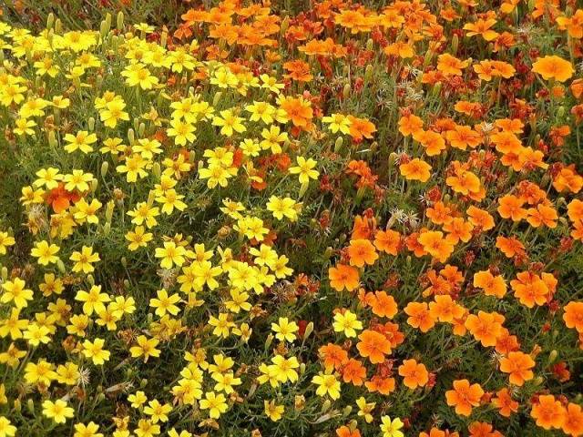 Marigolds thin-leaved: growing from seeds, when to plant