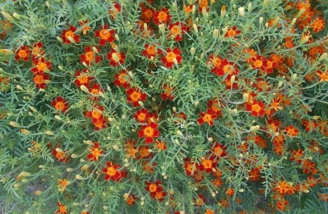 Marigolds thin-leaved: growing from seeds, when to plant