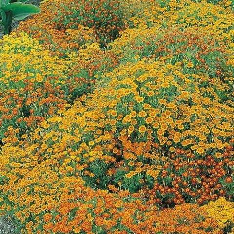 Marigolds thin-leaved: growing from seeds, when to plant