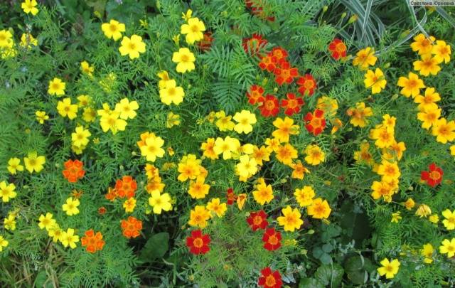 Marigolds thin-leaved: growing from seeds, when to plant