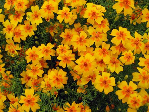 Marigolds thin-leaved: growing from seeds, when to plant