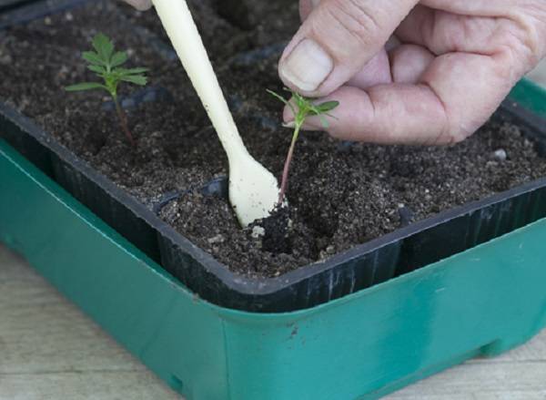 Marigolds thin-leaved: growing from seeds, when to plant