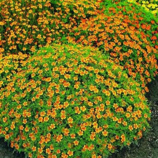 Marigolds thin-leaved: growing from seeds, when to plant