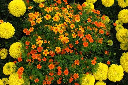 Marigolds thin-leaved: growing from seeds, when to plant