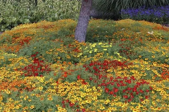 Marigolds thin-leaved: growing from seeds, when to plant