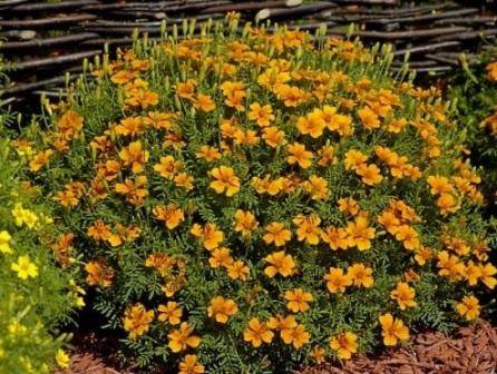 Marigolds thin-leaved: growing from seeds, when to plant