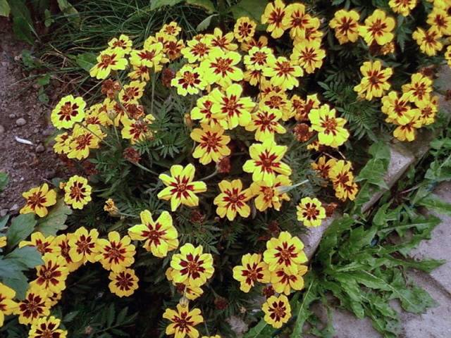 Marigolds thin-leaved: growing from seeds, when to plant