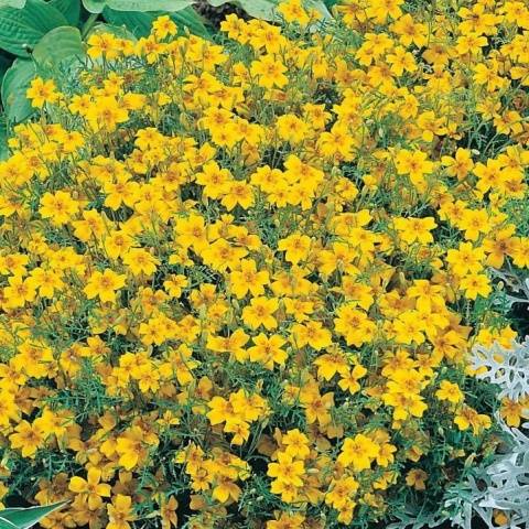 Marigolds thin-leaved: growing from seeds, when to plant