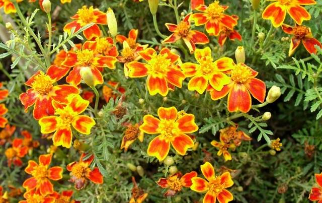 Marigolds thin-leaved: growing from seeds, when to plant