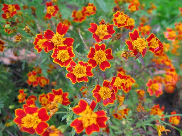 Marigolds thin-leaved: growing from seeds, when to plant