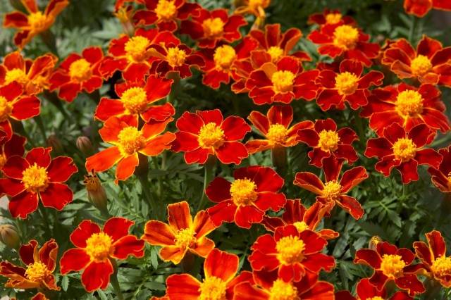 Marigolds thin-leaved: growing from seeds, when to plant