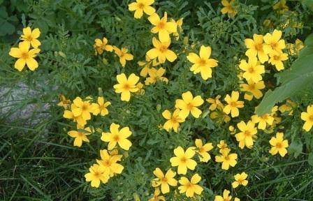 Marigolds thin-leaved: growing from seeds, when to plant