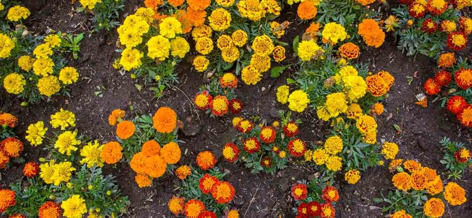 Marigolds thin-leaved: growing from seeds, when to plant