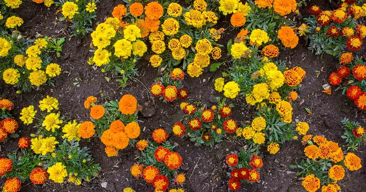 Marigolds thin-leaved: growing from seeds, when to plant