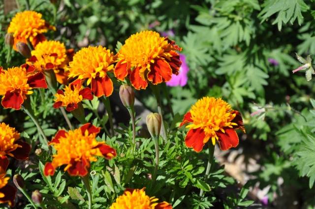 Marigolds: varieties with photos and names